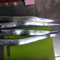 今年も有田へ太刀魚・・